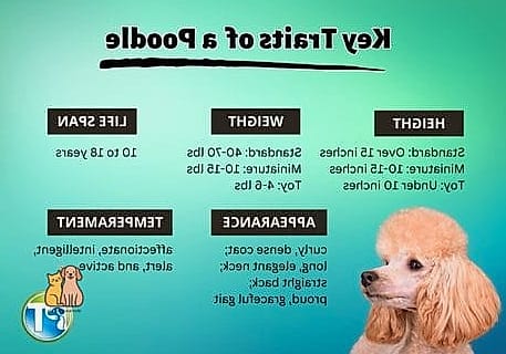 The Poodle Breed: The Ultimate Guide 3 Care Requirements