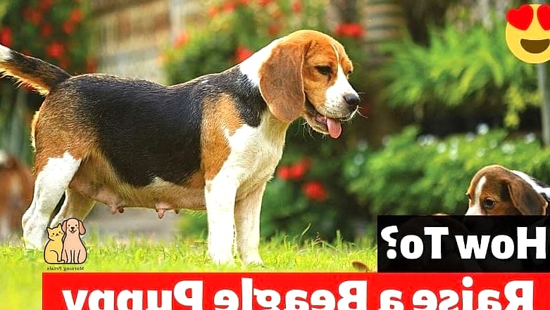 The Beagle Breed: You Didn't Know You Needed 4 Care Requirements