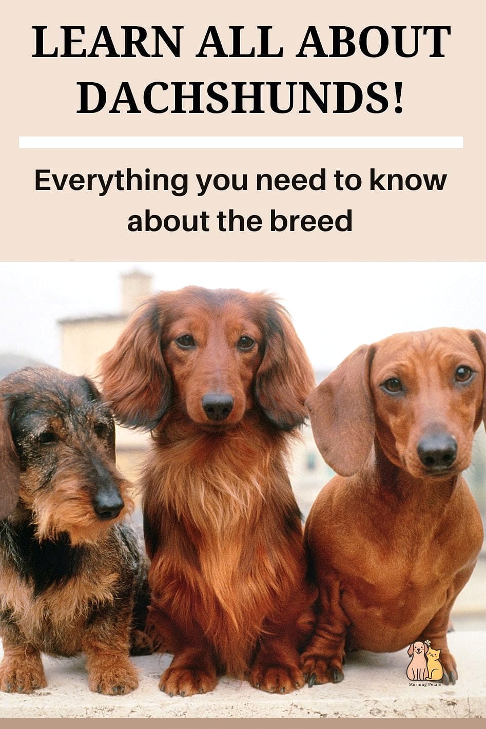 Care Requirements for Dachshunds