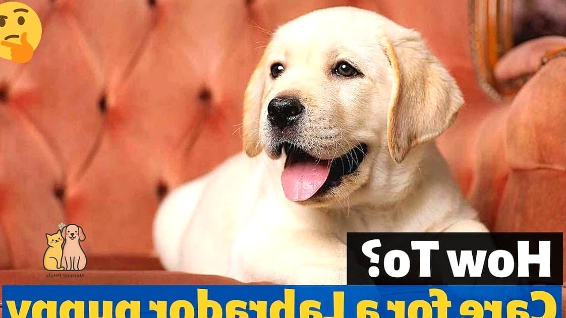 The Labrador Retriever Breed: Everything You Need to Know 5 Care Requirements