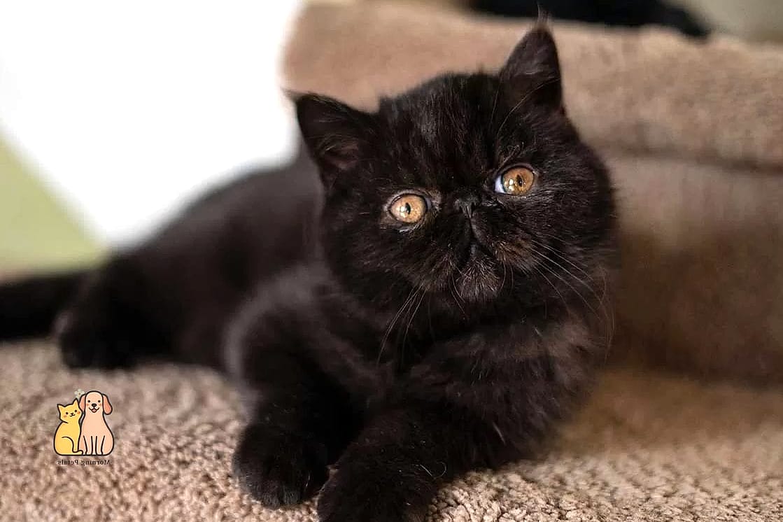 The Exotic Shorthair Cat Breed: You Didn't Know You Needed 4 Care Requirements