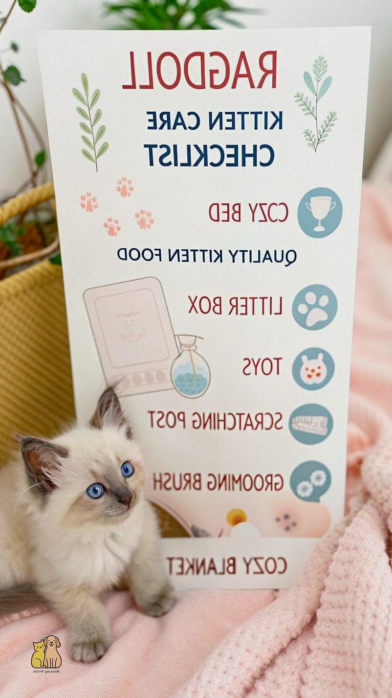 The Ragdoll Kittens: That Will Change How You See Them 4 Care Requirements