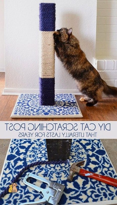 The Carpeted Scratch Tower Combo