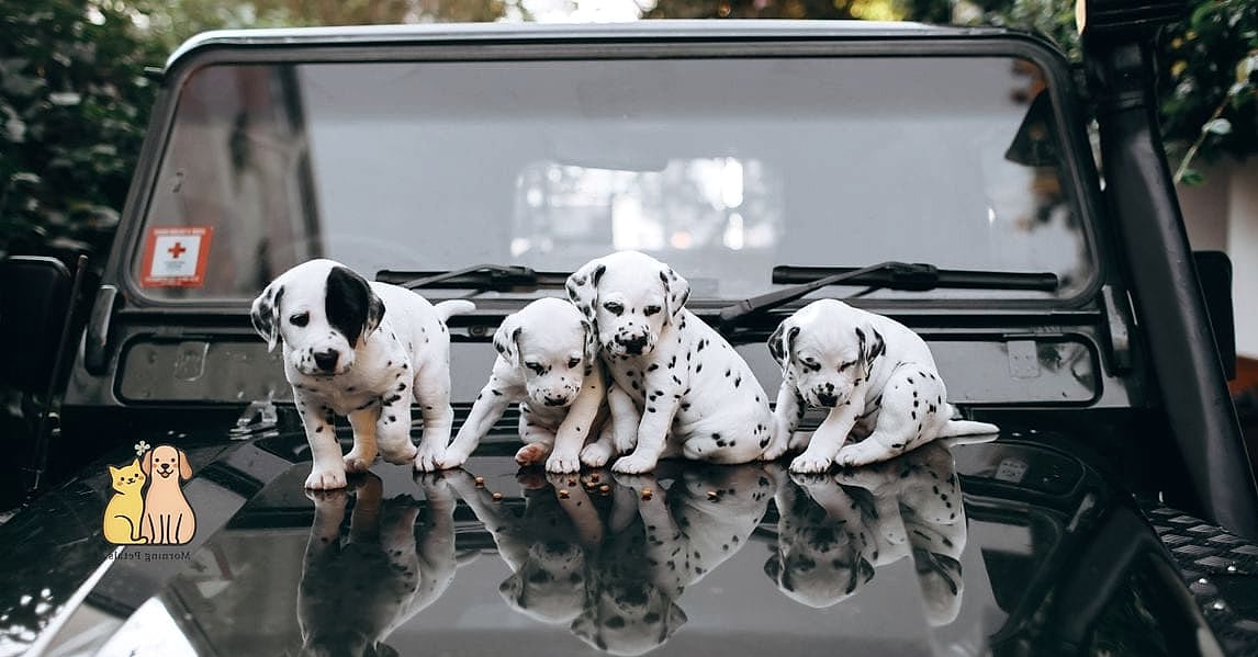 30 Incredible Dalmatian Puppies You Need in Your Life Right Now 18 The Car Ride Enthusiast