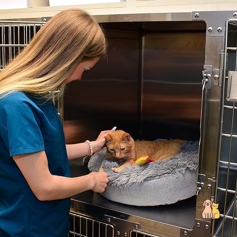 24 Easy Dog Boarding Facility Ideas That Will Inspire You 19 Cat-Adjacent Quiet Zones