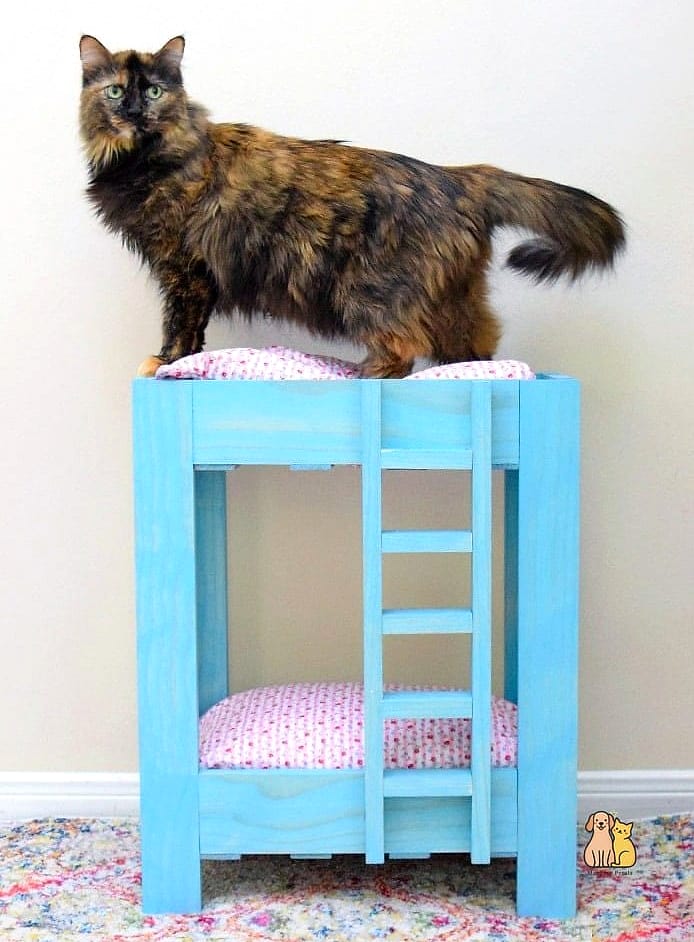 The Cat Bed with Built-In Scratcher Base