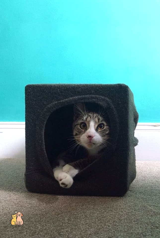 The Cat Cave Made From an Old Drawer