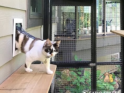 Cat Door Leading to a Catio