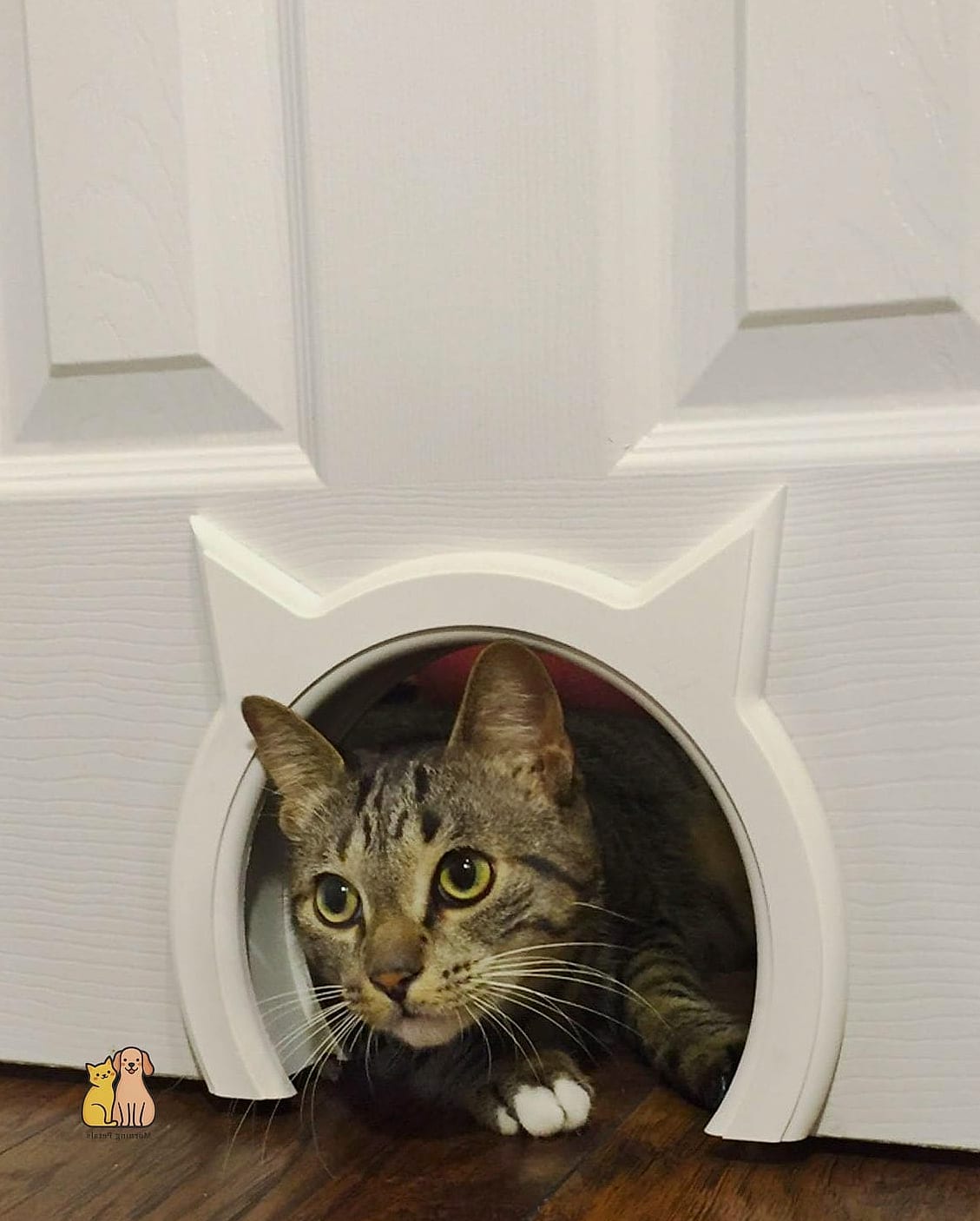 Cat Door Disguised as Wall Art