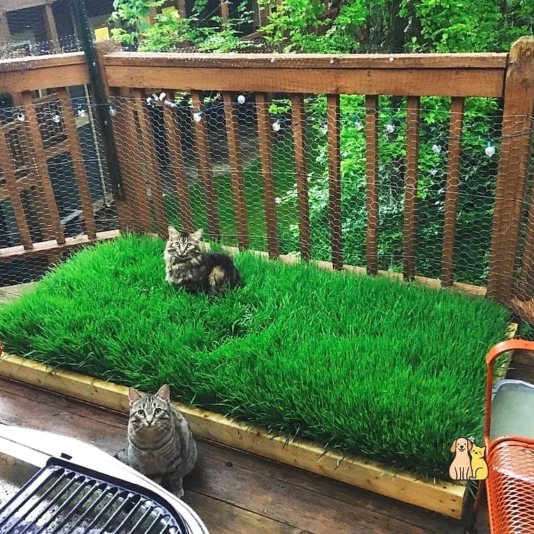 The Cat Grass Garden Box