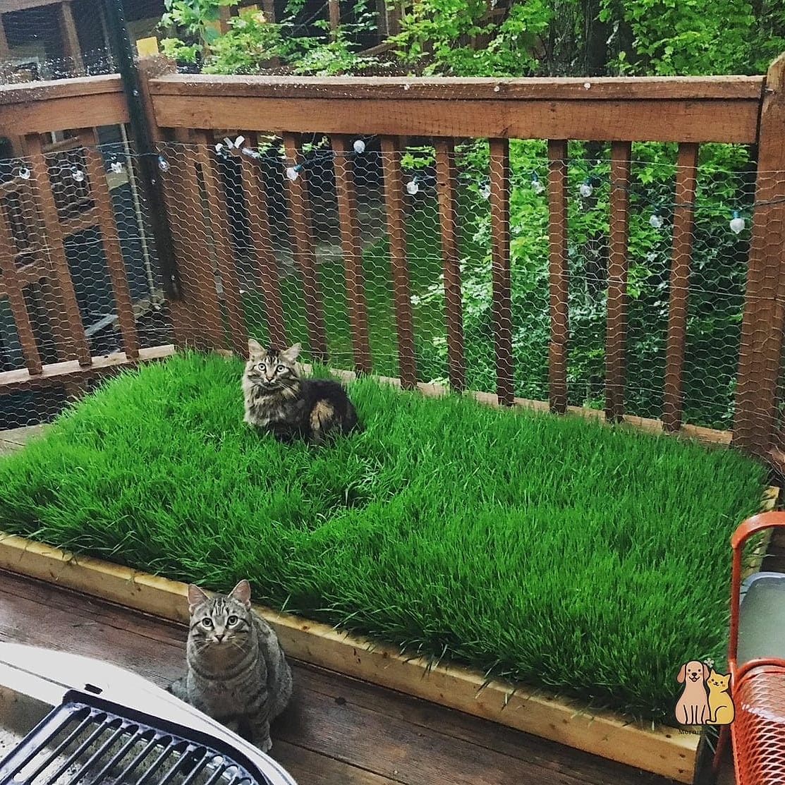 The Cat Grass Garden Planter Bed