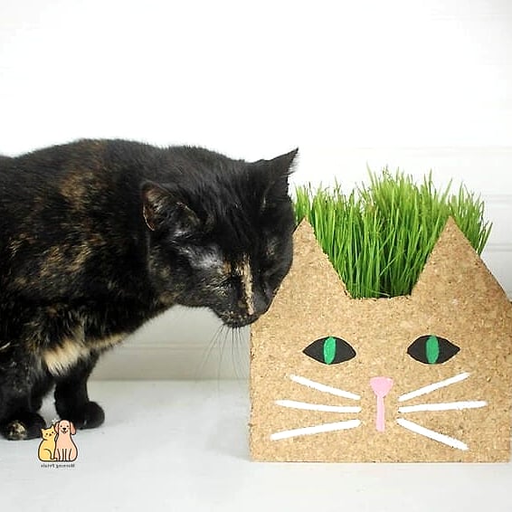 45 Easy Diy Cat Toys to Try Right Now 25 Cat Grass Planter Toy