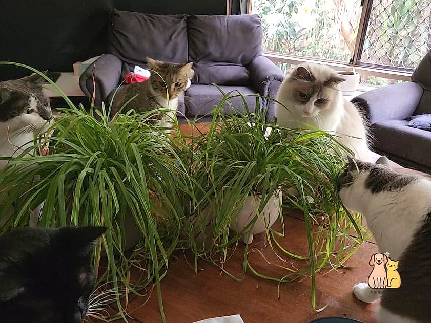 15 Gorgeous Cat Grass For Indoor Cats That Are Too Cute to Handle 7 Cat Grass Planted in a Repurposed Mason Jar