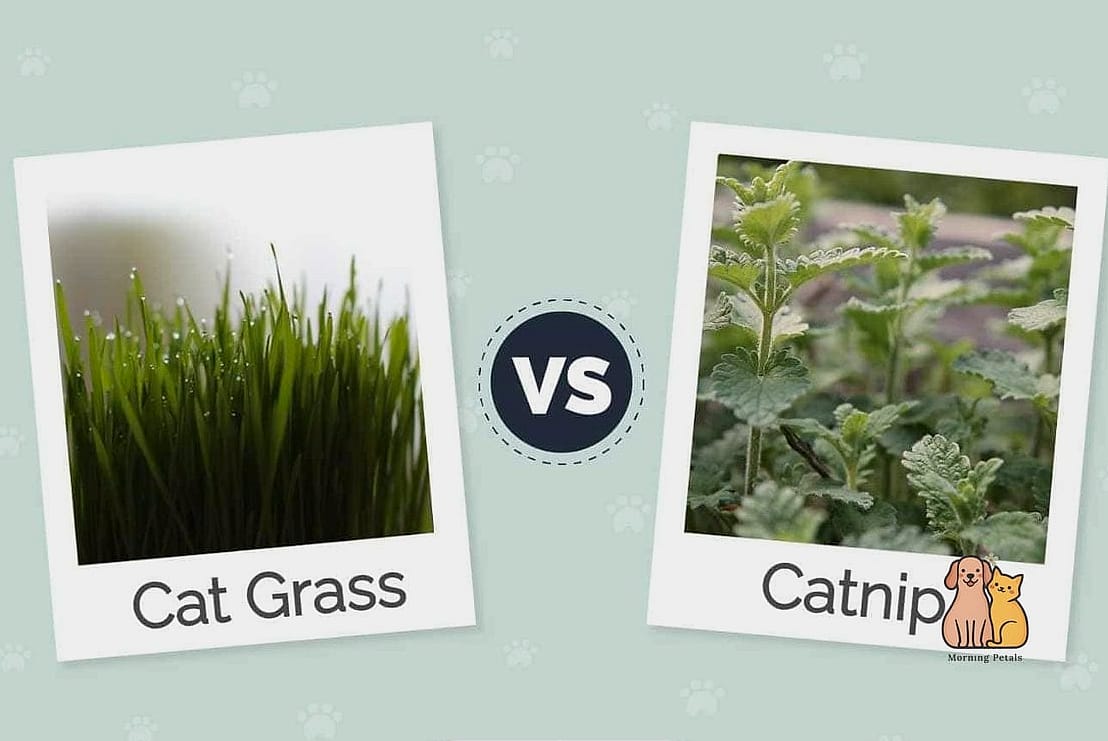 15 Gorgeous Cat Grass For Indoor Cats That Are Too Cute to Handle 11 Cat Grass Paired with Catnip in a Divided Planter