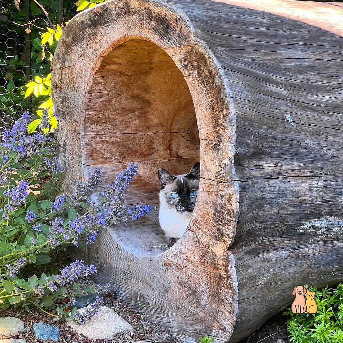 15 Gorgeous Cat Grass For Indoor Cats That Are Too Cute to Handle 12 Cat Grass in a Hollowed-Out Log Planter