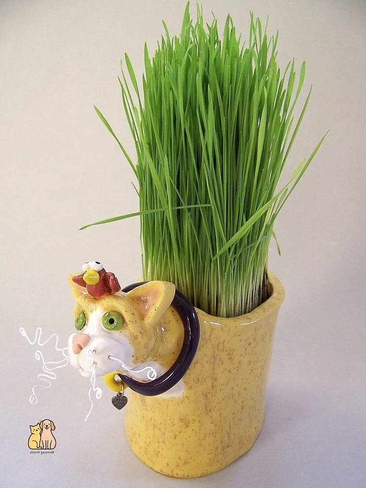 15 Gorgeous Cat Grass For Indoor Cats That Are Too Cute to Handle 14 Cat Grass Grown in a Ceramic Bunny or Cat-Shaped Pot