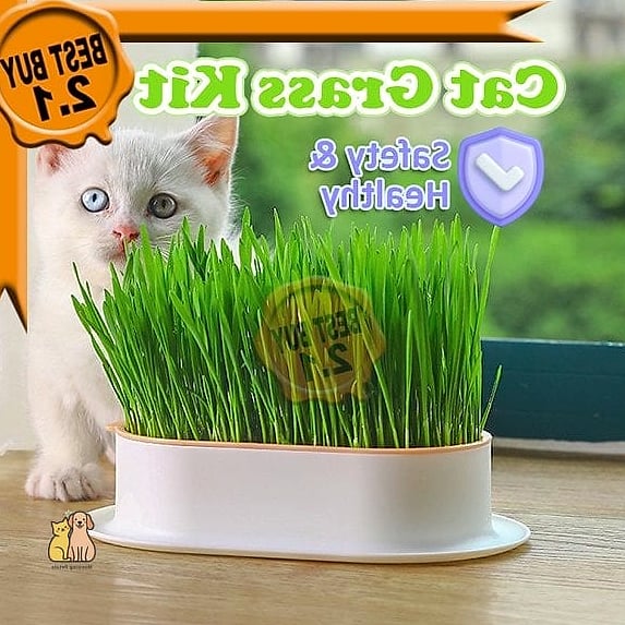 15 Gorgeous Cat Grass For Indoor Cats That Are Too Cute to Handle 16 Cat Grass Subscription Box Refills