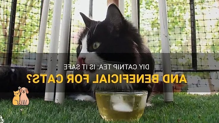 Catnip Tea Bag Sachet