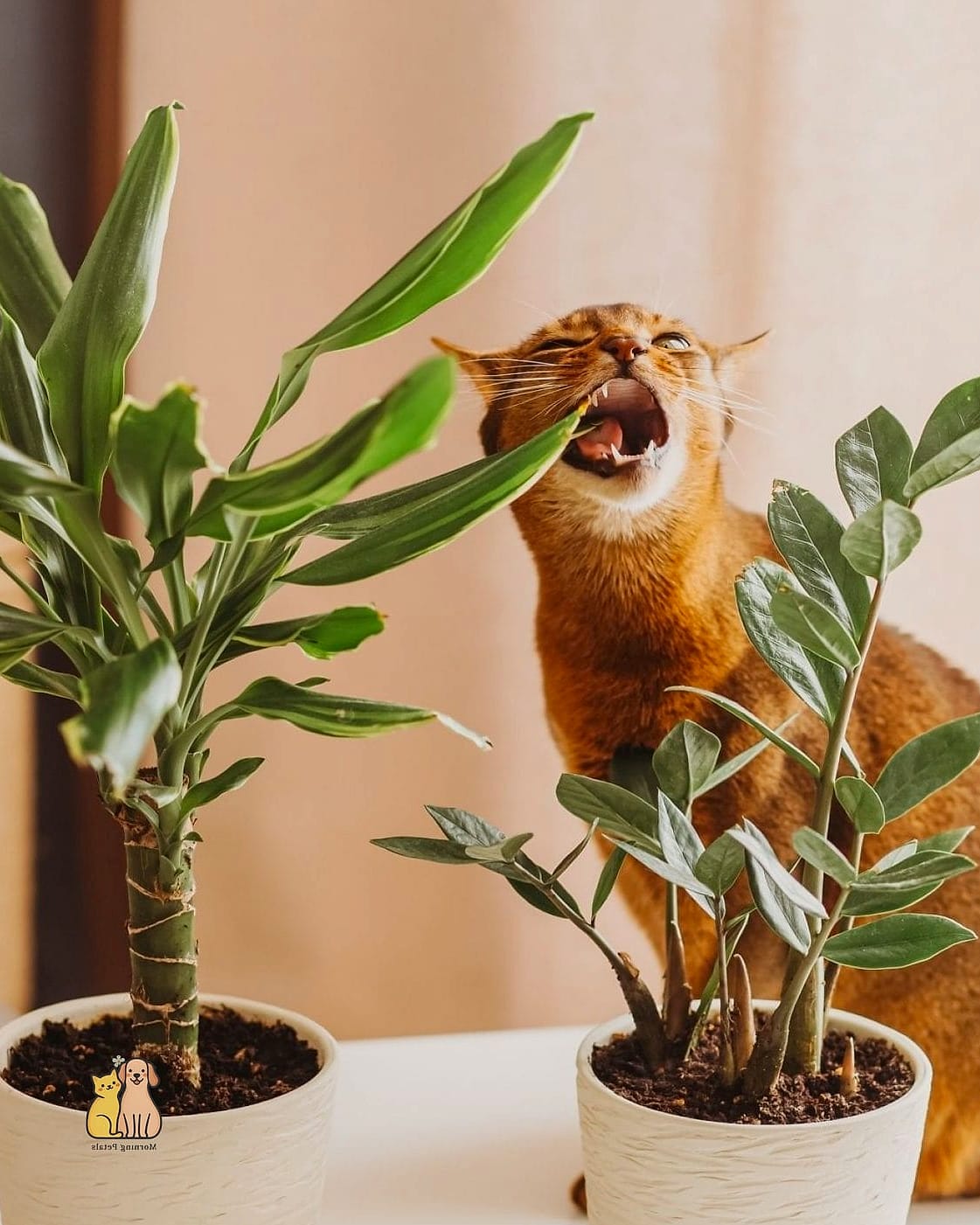 The Cat-Safe Plant Shelf Combo