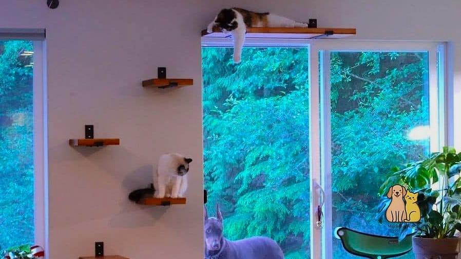 A Cat Shelf Repurposed as a Dog Lookout Perch