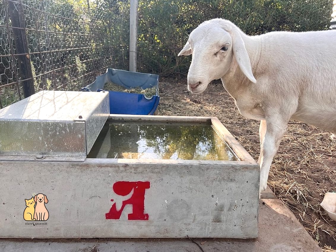 A Cattle Trough Turned Cooling Station