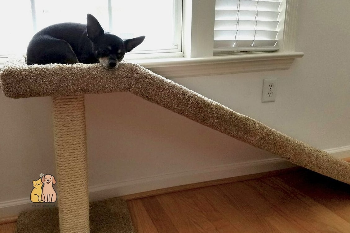 The Cat Tower With Scratch Ramp