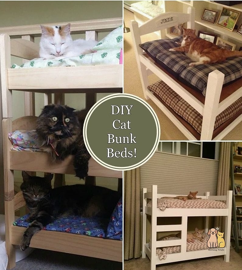The Cat Tower Bunk Bed