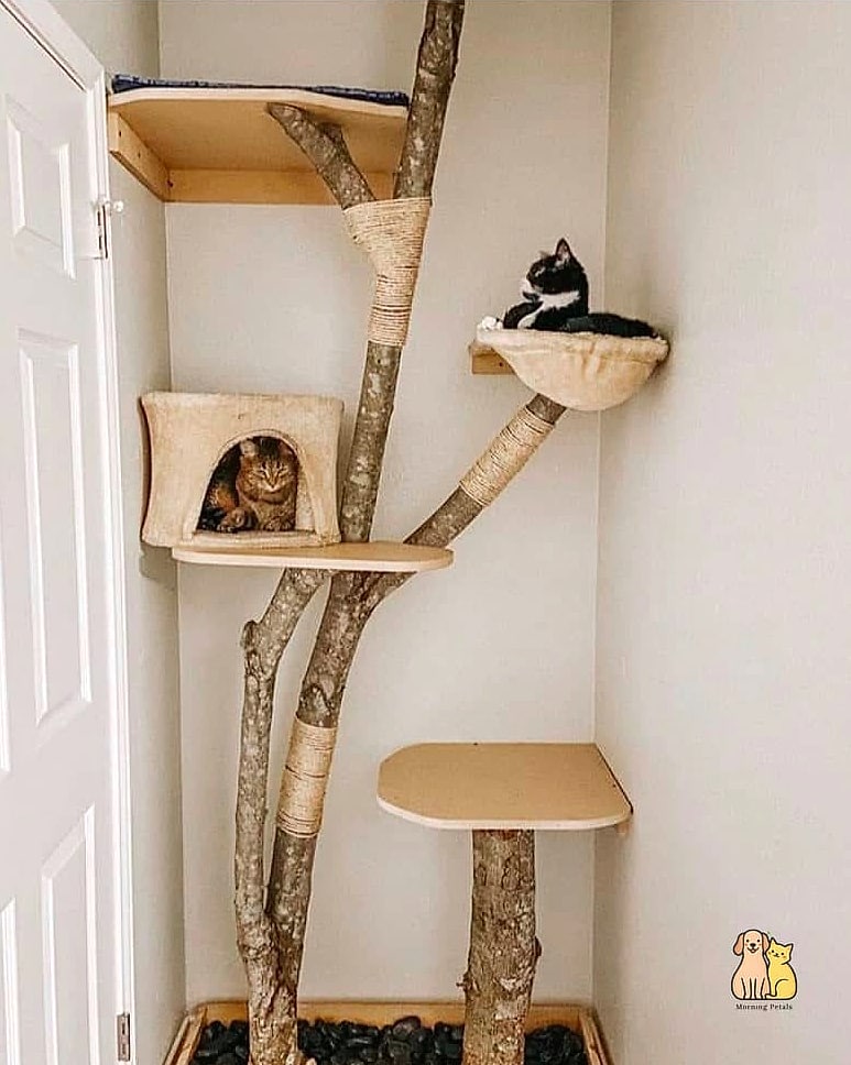The Cat Tree to Wall Bridge