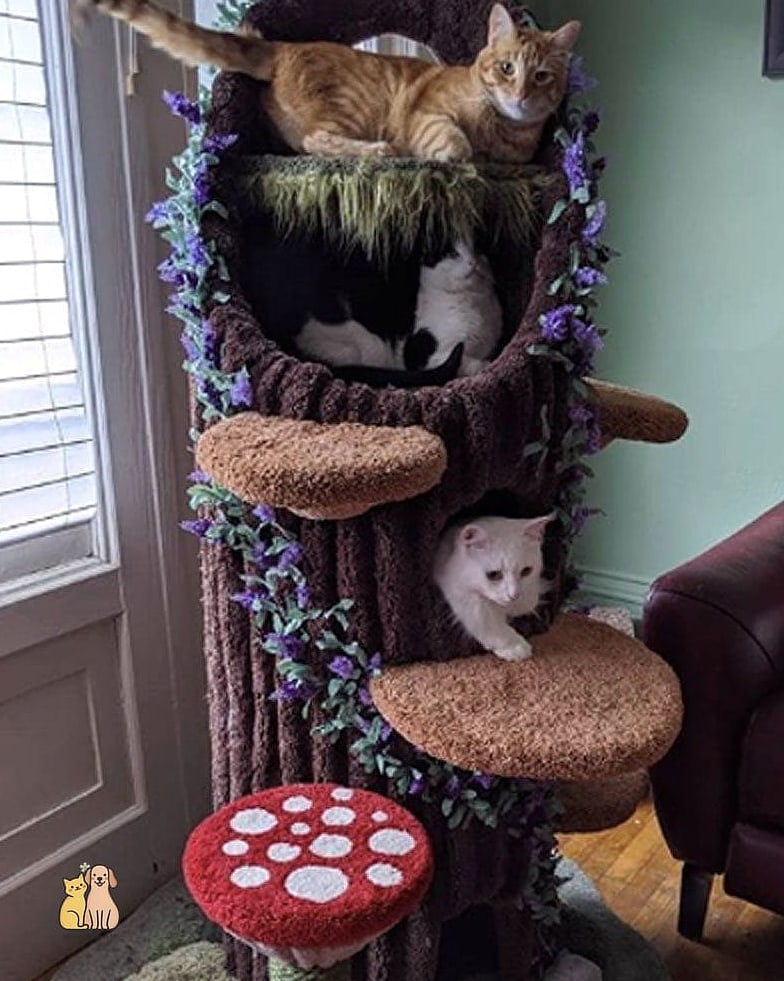 The Cat Tree Built Into a Bookshelf