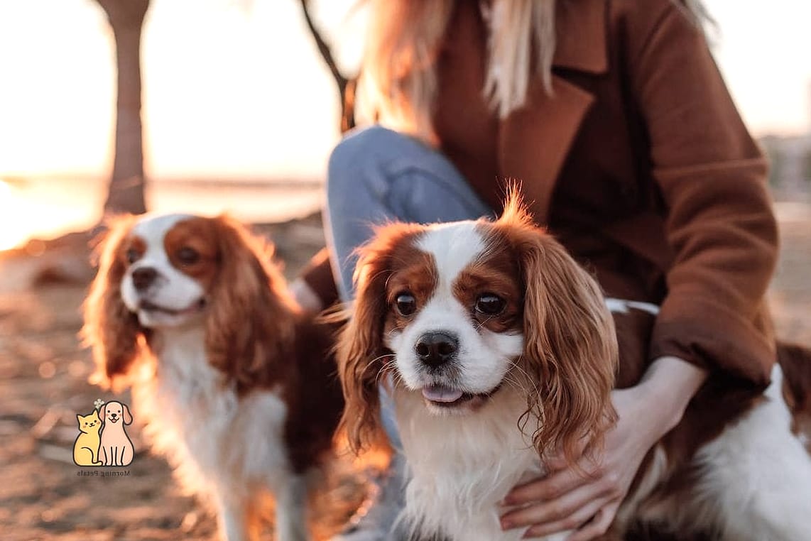 Cavalier King Charles Spaniel