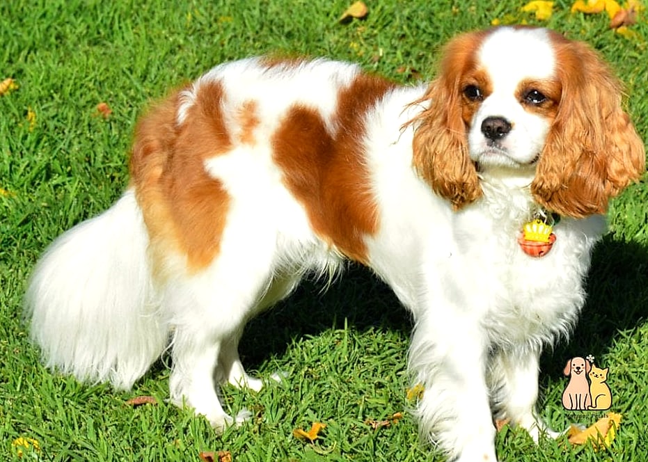 Cavalier King Charles Spaniel