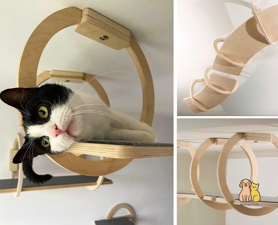 A Ceiling-Mounted Cat Highway