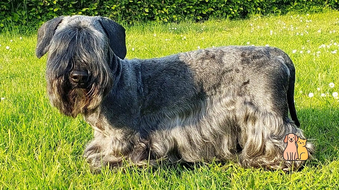 45 Cute Dogs That Dont Shed That Will Restore Your Faith in the World 24 Cesky Terrier
