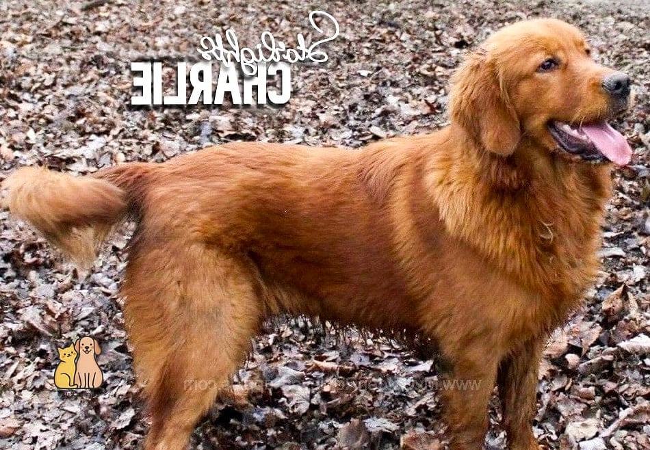 The Golden Retriever Names: Everything You Need to Know 8 Charlie