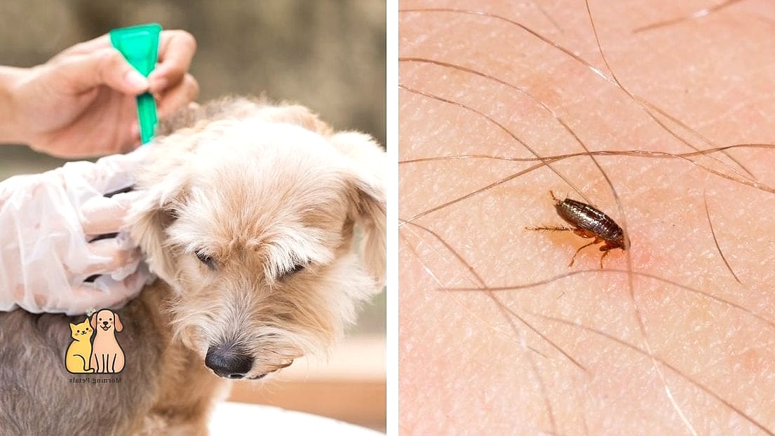 25 Amazing Flea Remedy For Dogs That Prove Pets Are the Best 18 Checking Other Pets in the Household