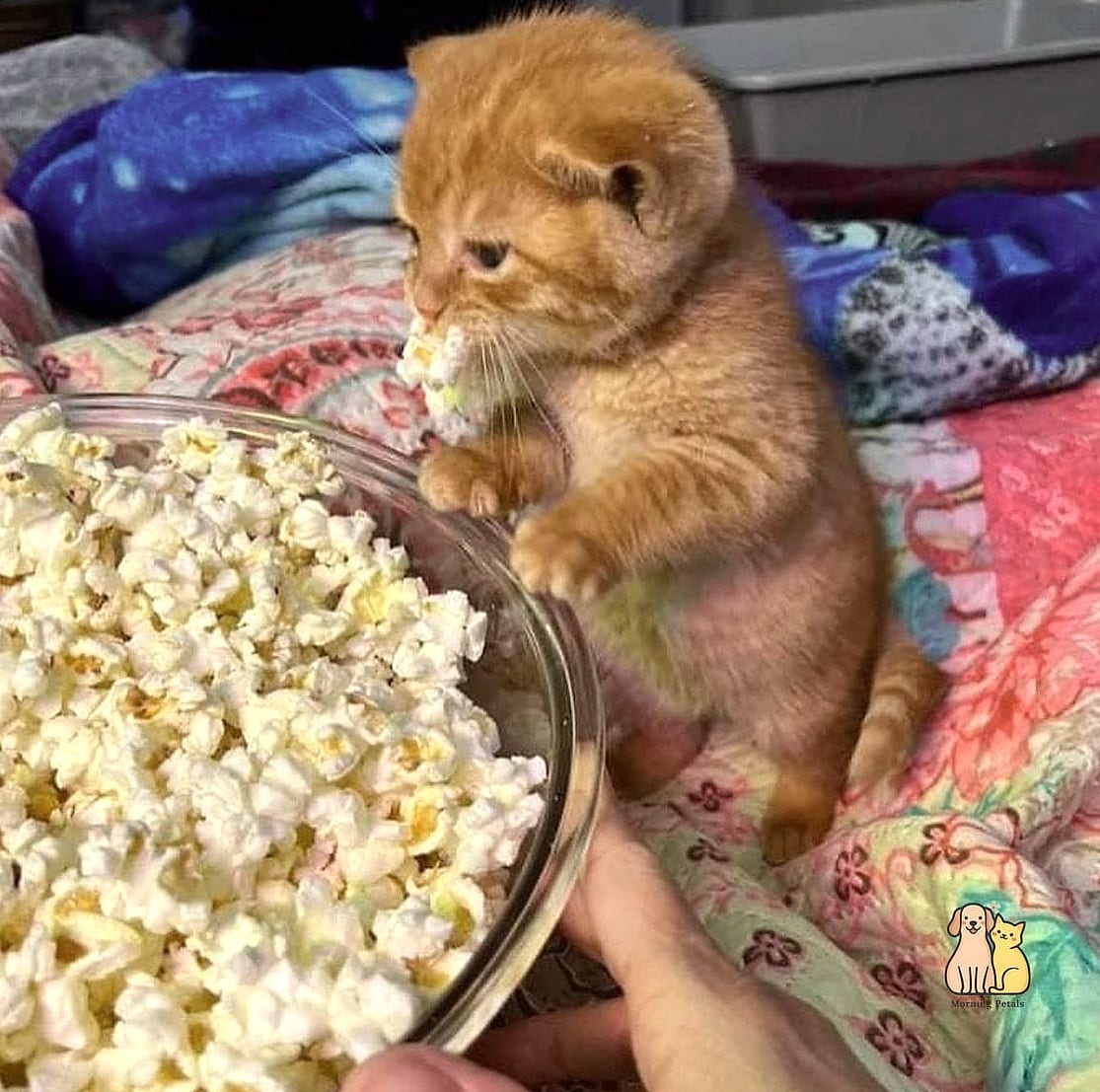 Cheddar the Food Motivated One