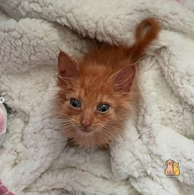 Cheeto the Internet Famous One