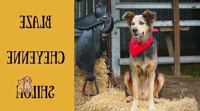 19 Country Western Dog Names That Are Totally Unique and Adorable 10 Cheyenne