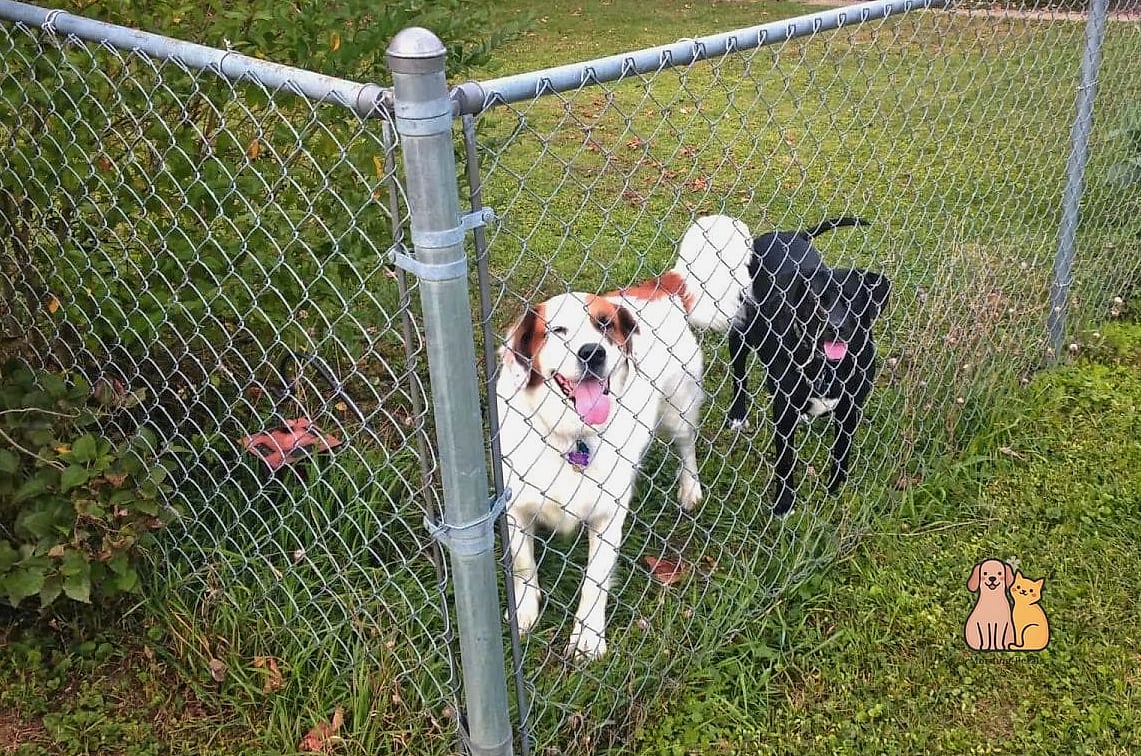 23 Precious Dog Yard Landscaping That Will Restore Your Faith in the World 21 A Chicken Wire and Wildflower Meadow Strip