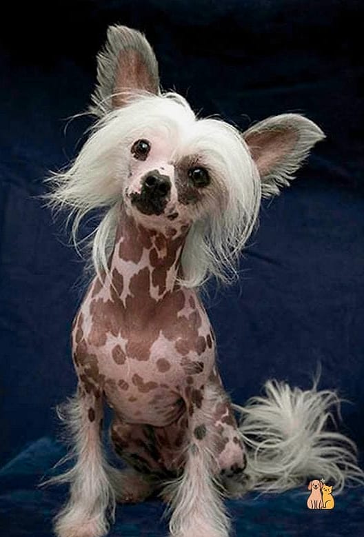 45 Cute Dogs That Dont Shed That Will Restore Your Faith in the World 17 Chinese Crested (Powderpuff)