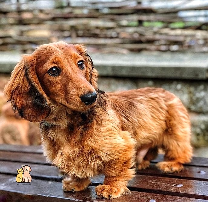 40 Adorable Wiener Dogs That Will Make Your Day 6 The Chocolate-Coated Cuddle Bug