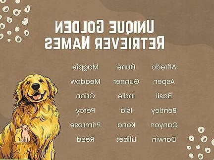 The Golden Retriever Names: Everything You Need to Know 27 Choosing the Best Golden Retriever Name