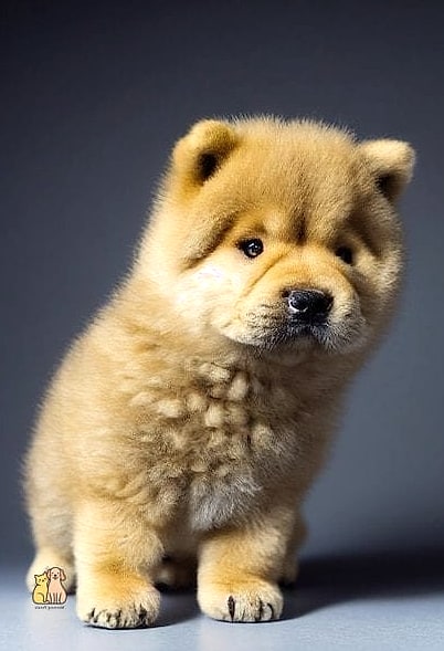 15 Gorgeous Chow Chow Puppies That Prove Pets Are the Best 7 The Chow Chow Puppy Learning New Tricks
