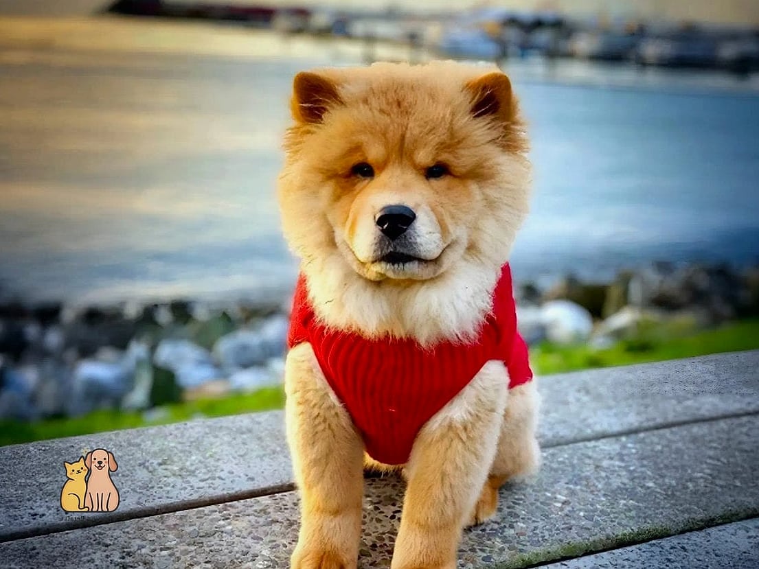 15 Gorgeous Chow Chow Puppies That Prove Pets Are the Best 8 The Chow Chow Puppy Wearing a Cute Sweater