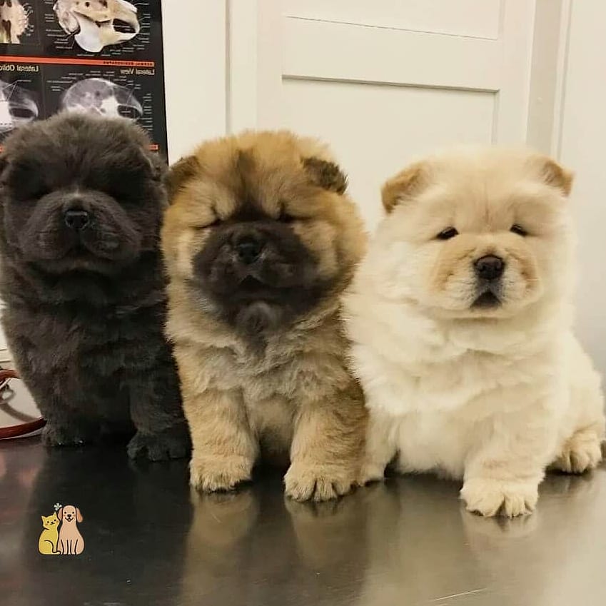 15 Gorgeous Chow Chow Puppies That Prove Pets Are the Best 12 The Chow Chow Puppy During Grooming Time
