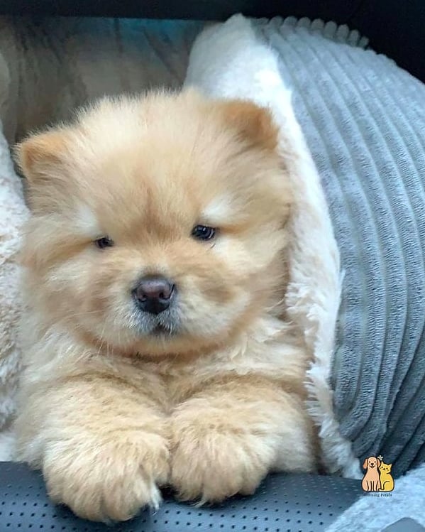 15 Gorgeous Chow Chow Puppies That Prove Pets Are the Best 15 The Chow Chow Puppy Showing Off Its Unique Personality