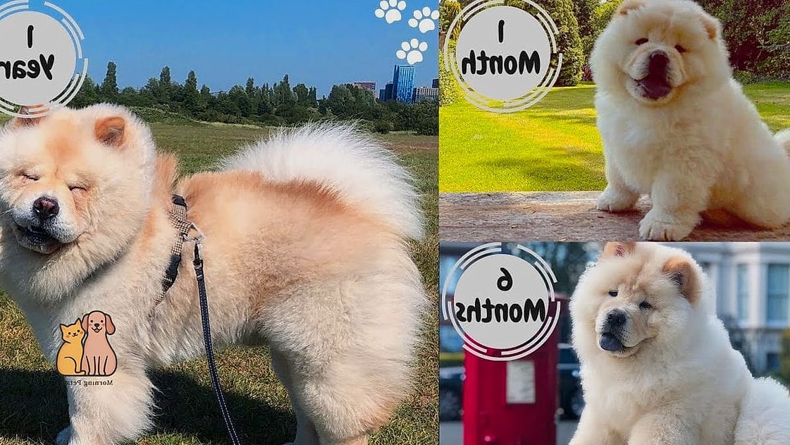 15 Gorgeous Chow Chow Puppies That Prove Pets Are the Best 16 The Chow Chow Puppy Growing Into a Loving Family Dog