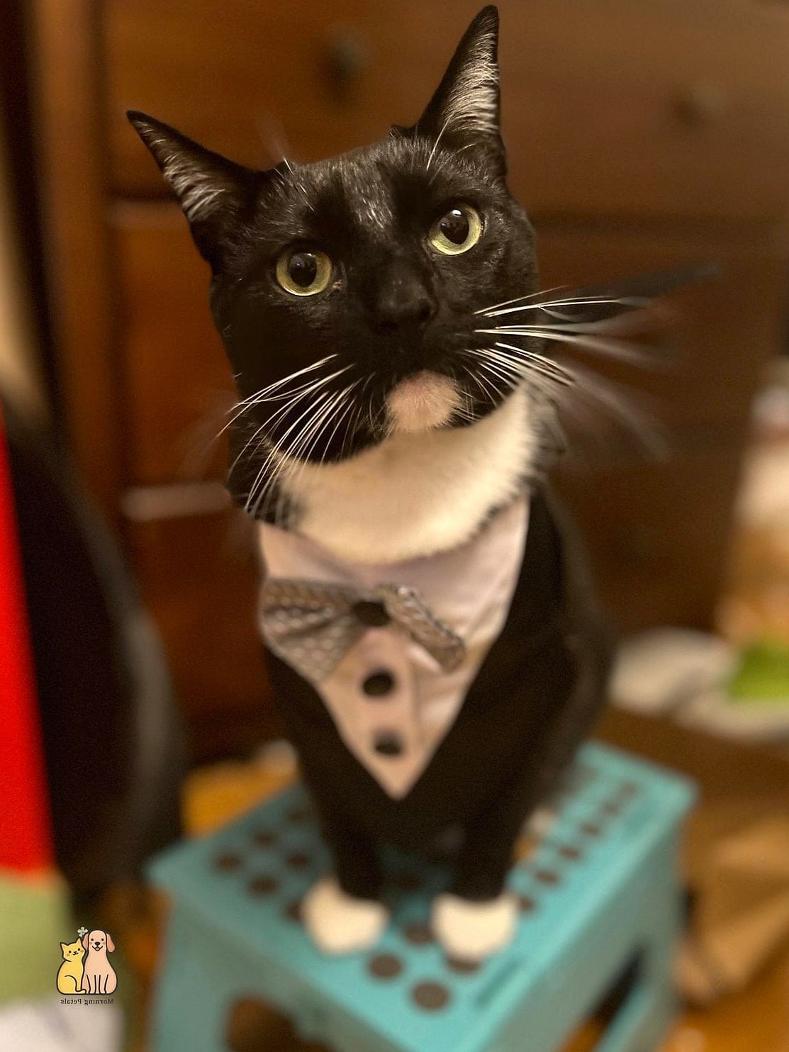 30 Incredible Fancy Tuxedo Cats That Will Make Your Day 5 The Chunky Cheeked Tuxedo Tom
