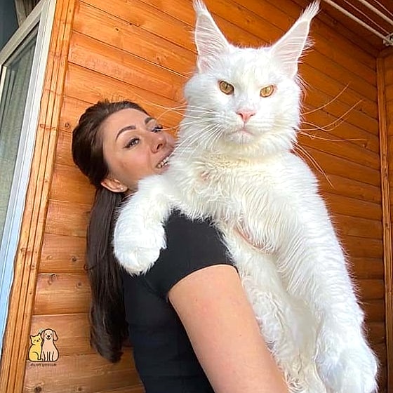 23 Heartwarming Giant Cat Shaped Beds That Will Make Your Day 13 The Chunky Maine Coon Shaped Bed