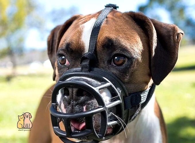The Classic Basket Muzzle